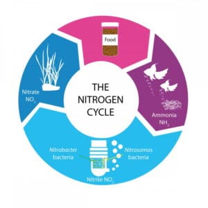 nt labs aquarium nitrogen cycle