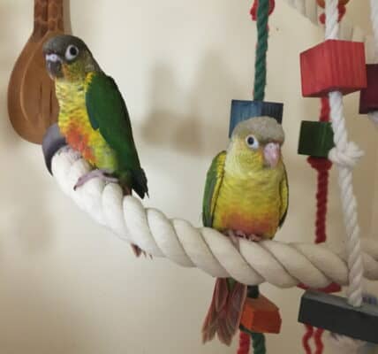 caring for green cheeked conure